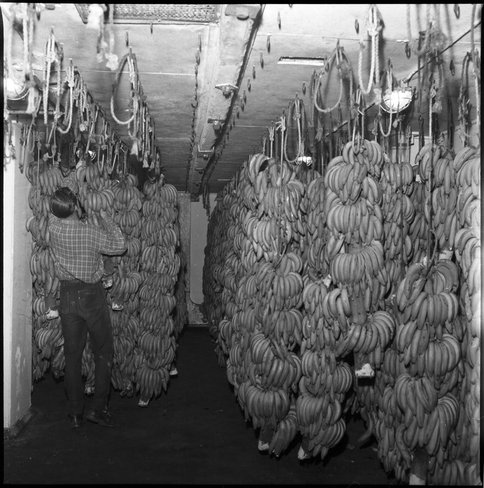 Bananer i mognadsrum, bilden är tagen 1958.