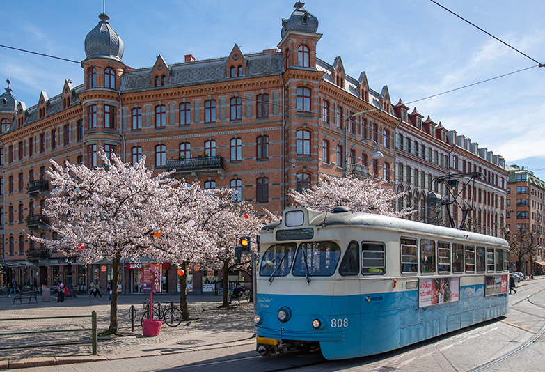 Bild på en spårvagn framför körsbärsträd vid Järntorget i Göteborg.